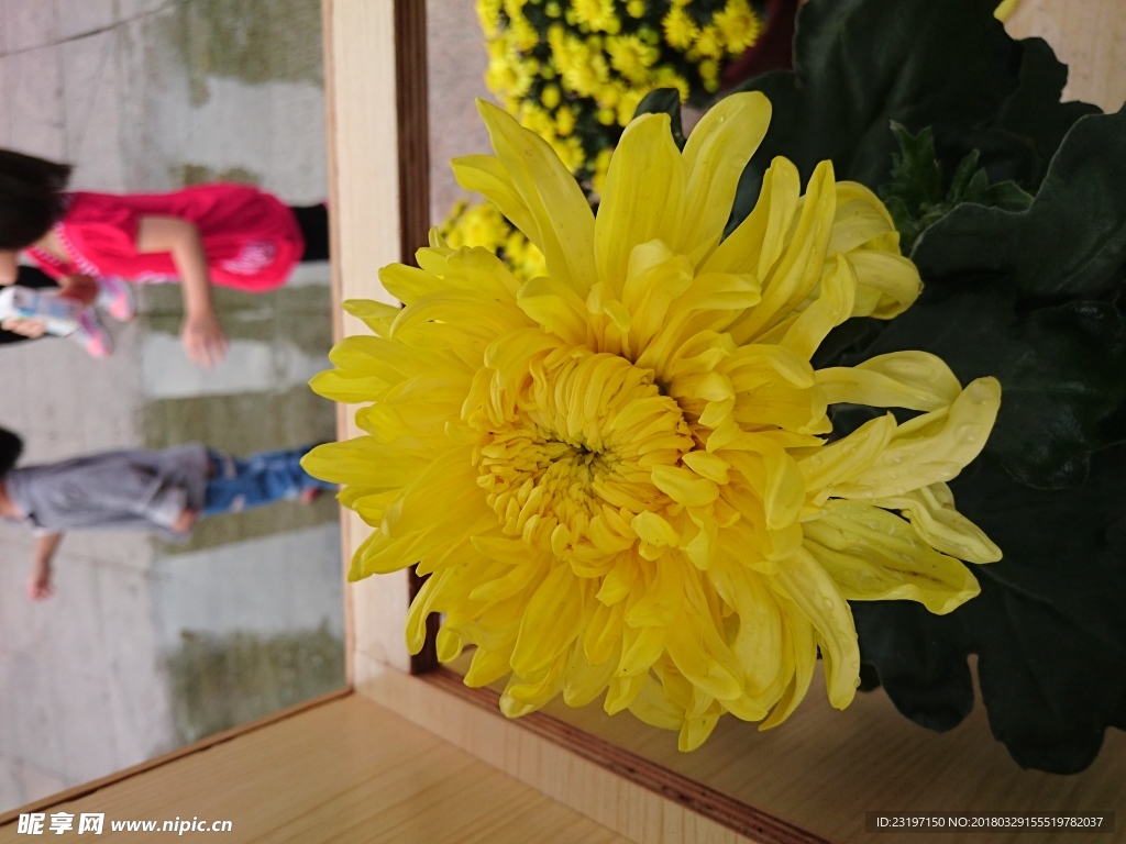 菊花