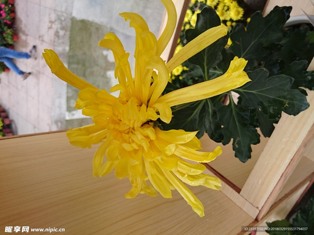 菊花