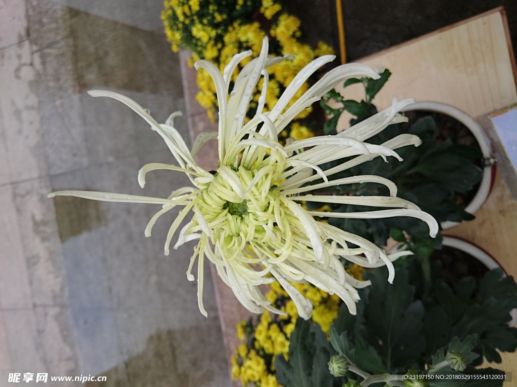 菊花