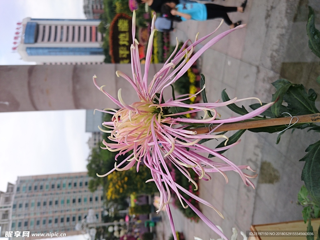 菊花