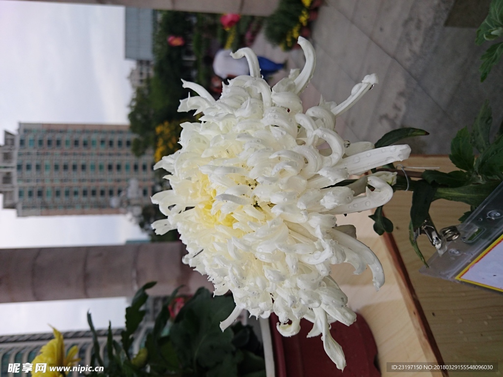 菊花