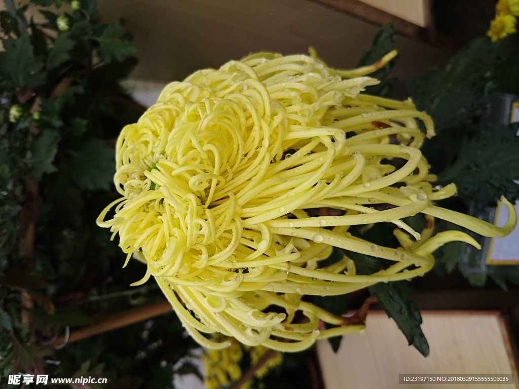 菊花