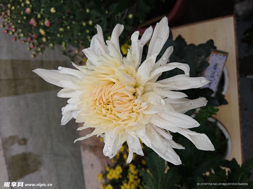 菊花