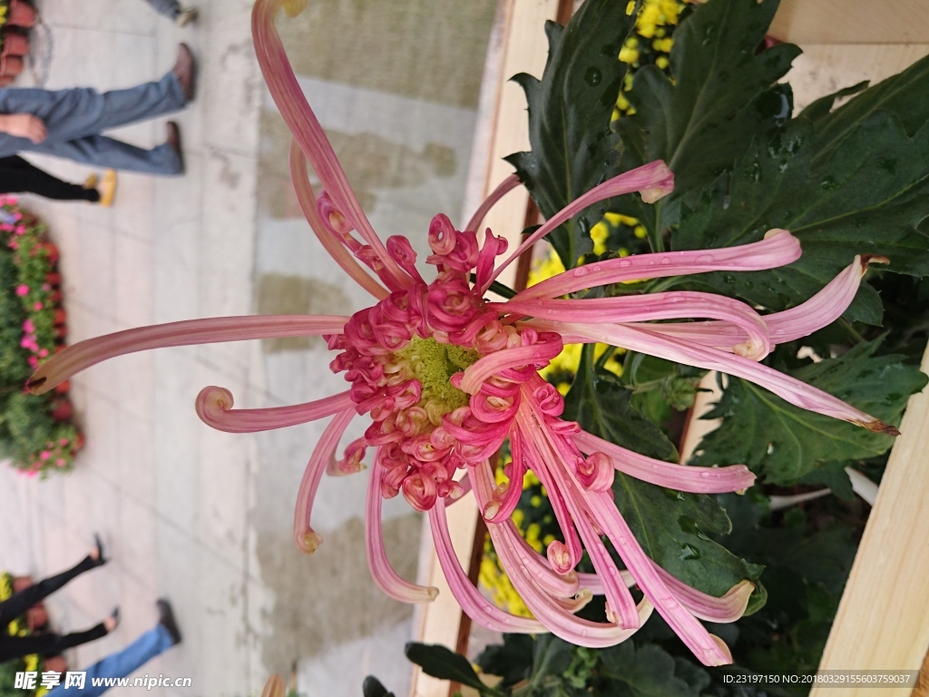 菊花