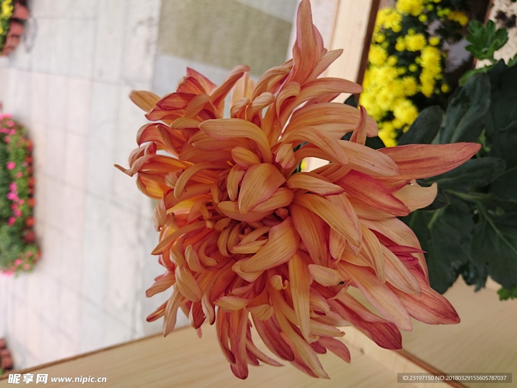 菊花