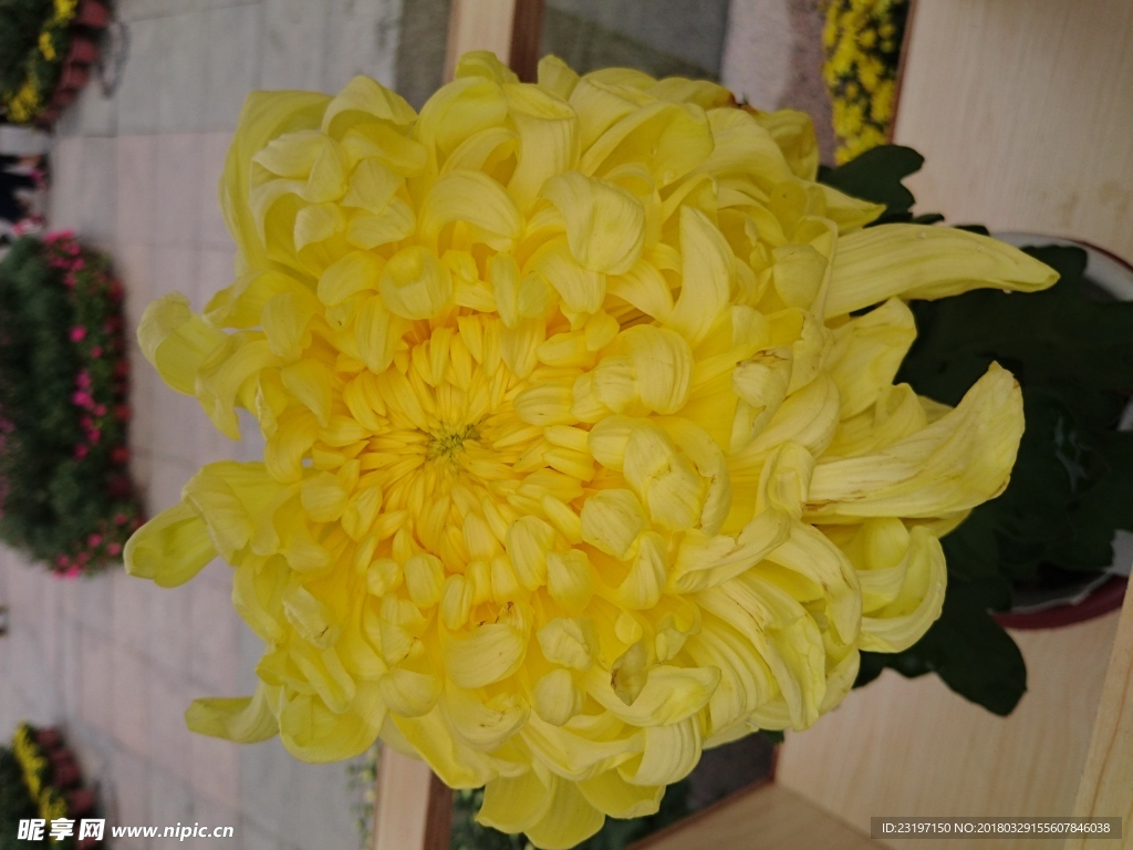 菊花