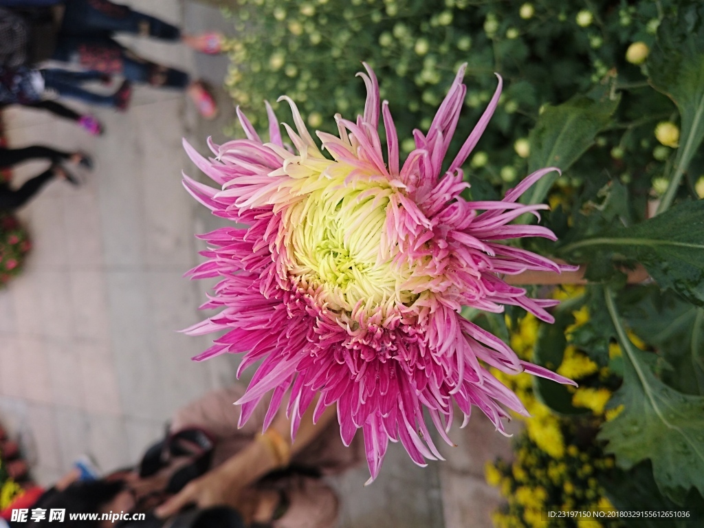 菊花