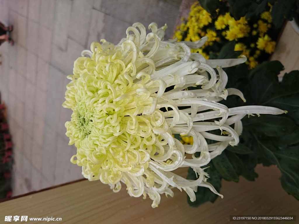 菊花