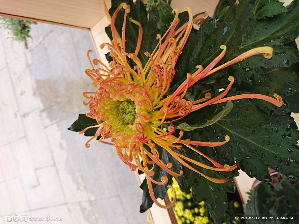 菊花