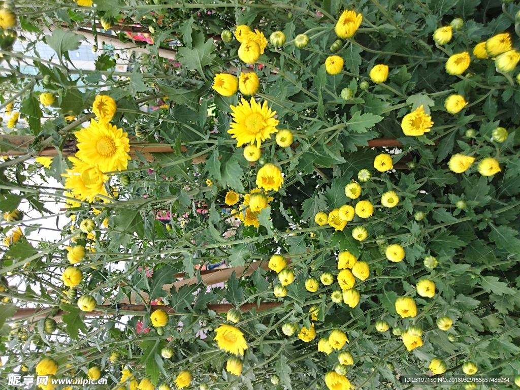 菊花