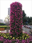 花柱