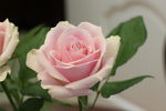 粉红雪山 粉玫瑰