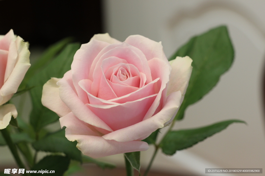 粉红雪山 粉玫瑰