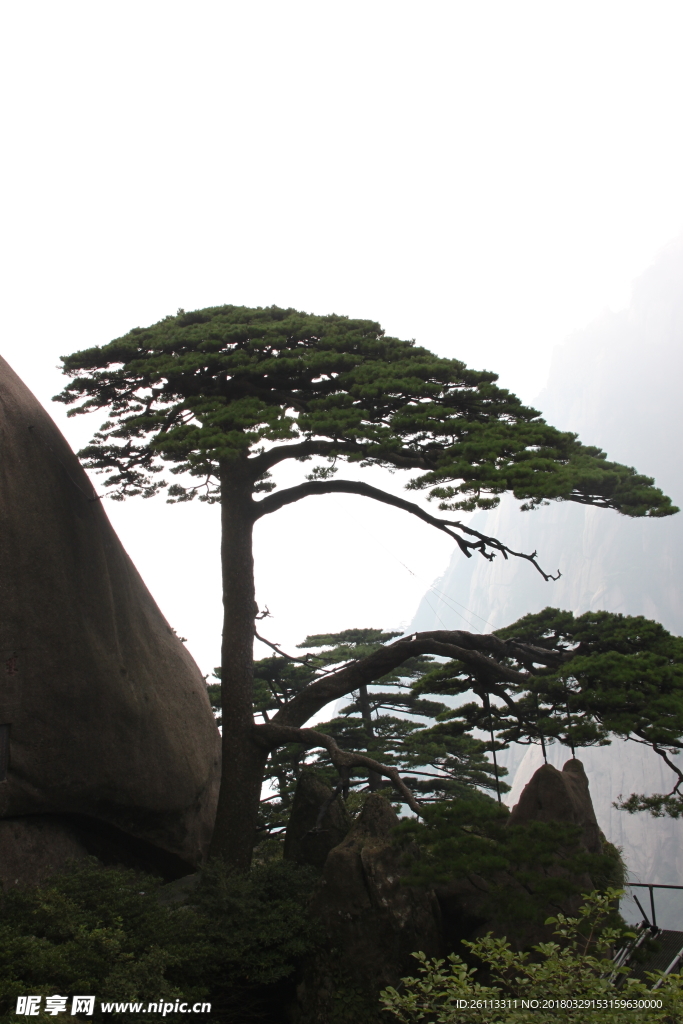 黄山迎客松