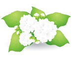 茉莉花