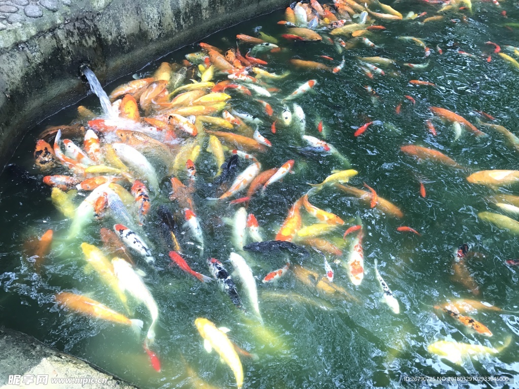 鱼塘