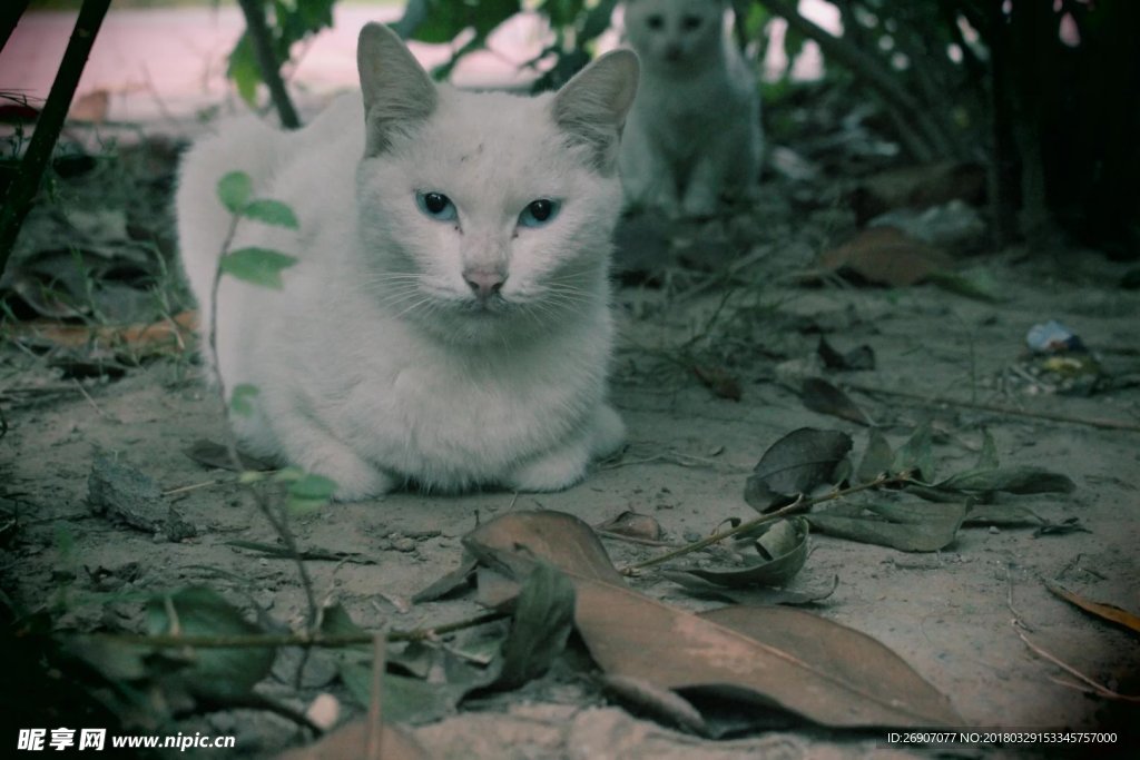 猫