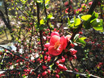 春天  花儿  迎春花  幸福