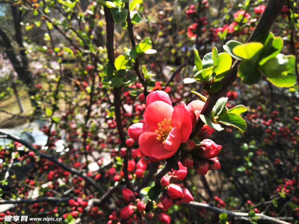 春天  花儿  迎春花  幸福