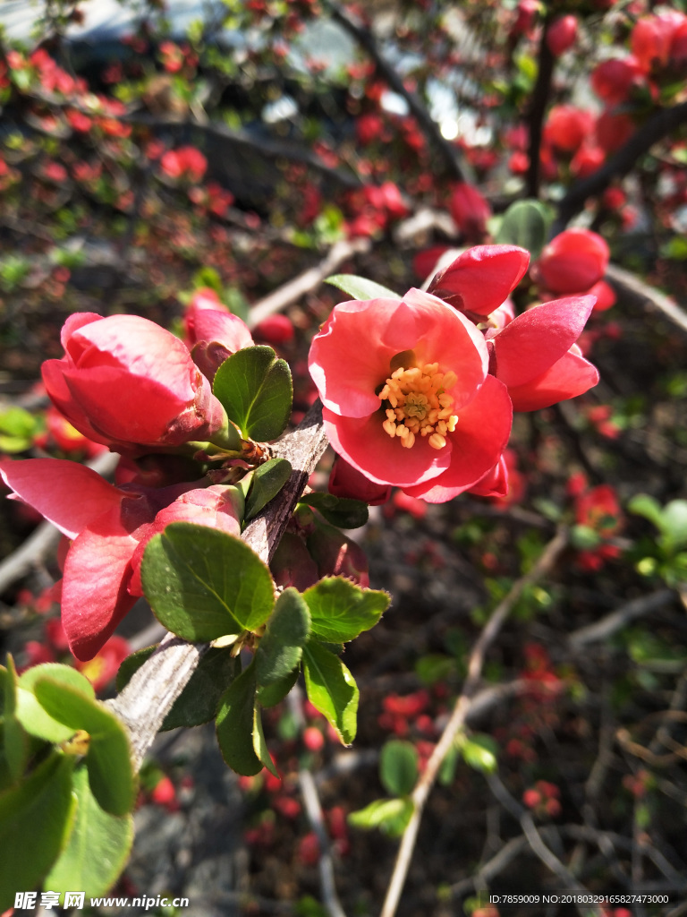 春天  花儿  迎春花  幸福