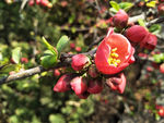 春天  花儿  迎春花  幸福