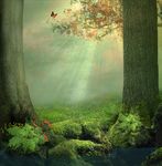 梦幻森林