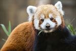 小熊猫