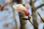玉兰花