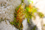苔藓