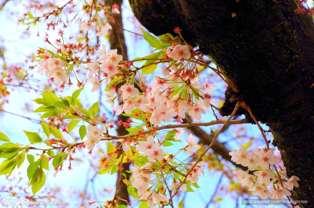 粉嫩樱花