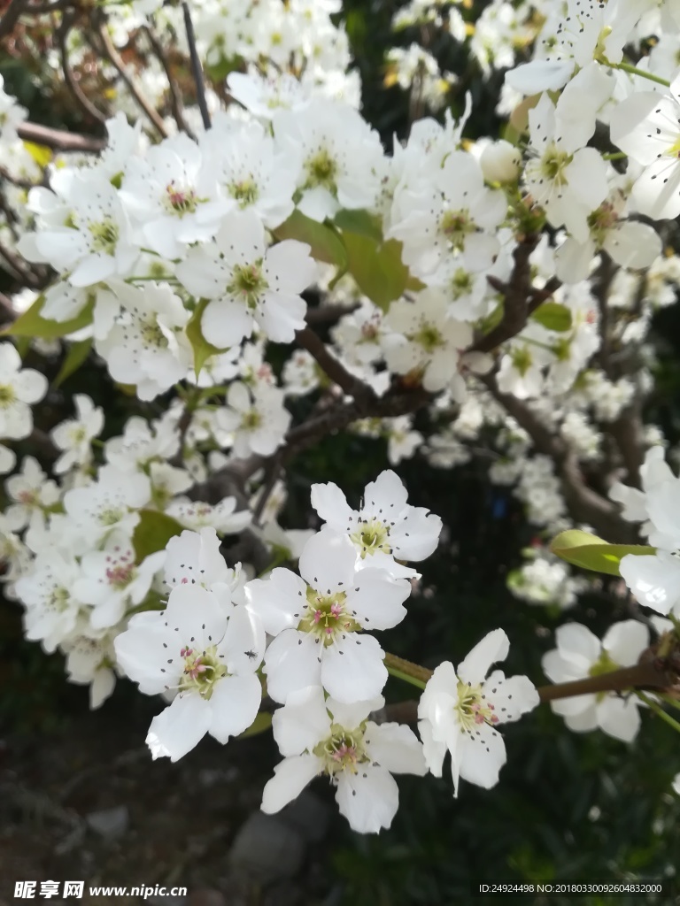 梨花