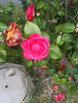 山茶花