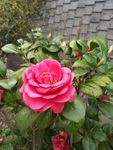 山茶花