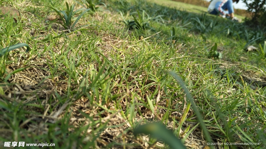 草地