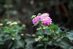 粉色花