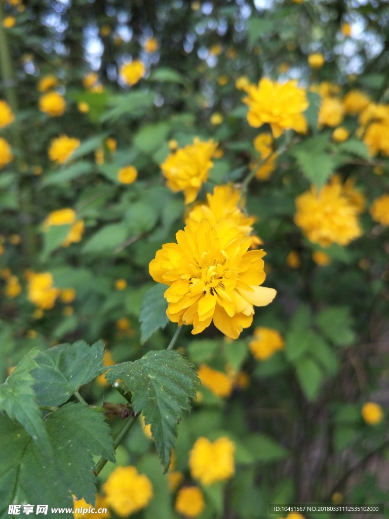 一枝棣棠花