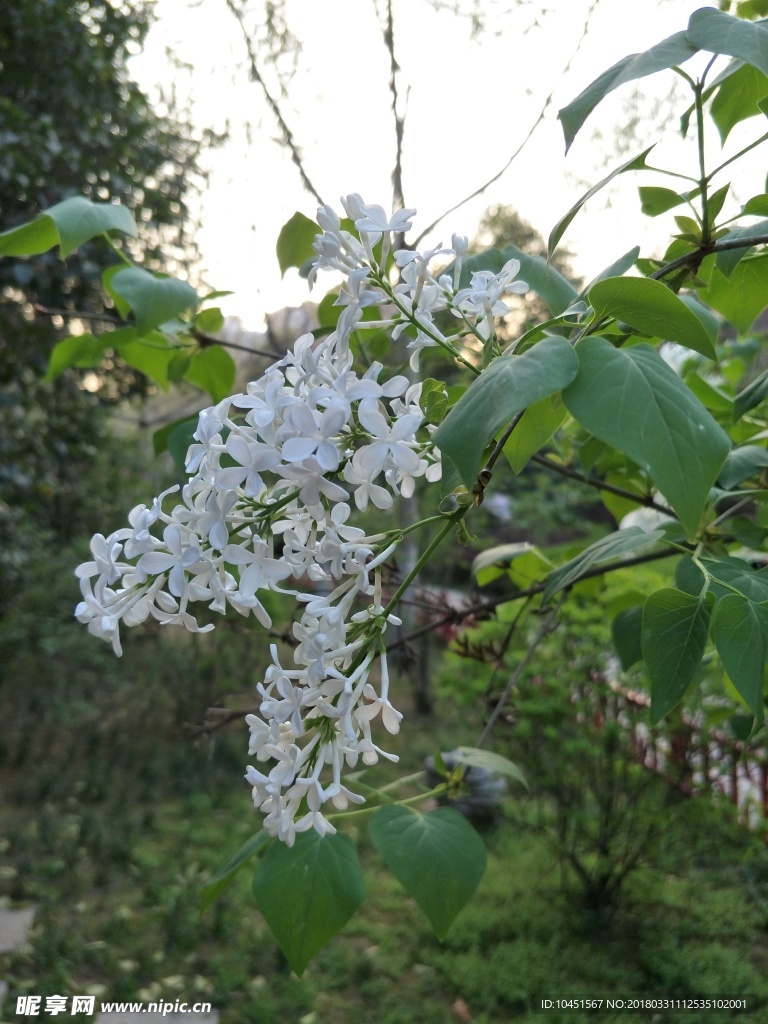 白丁香