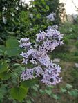 紫丁香花