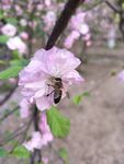 蜜蜂采花