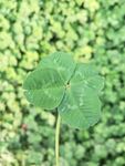 四叶草