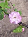 一瓣樱花