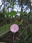 一片樱花