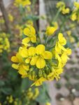 油菜花