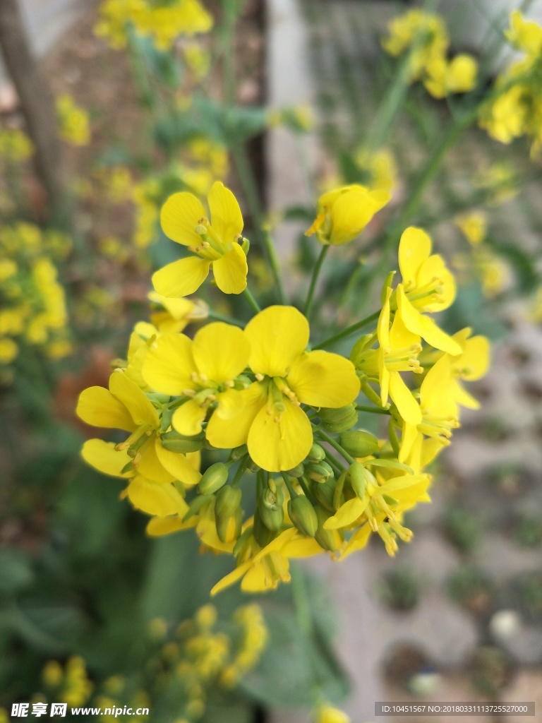 油菜花