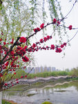 桃花潭一角