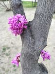 紫荆花树枝