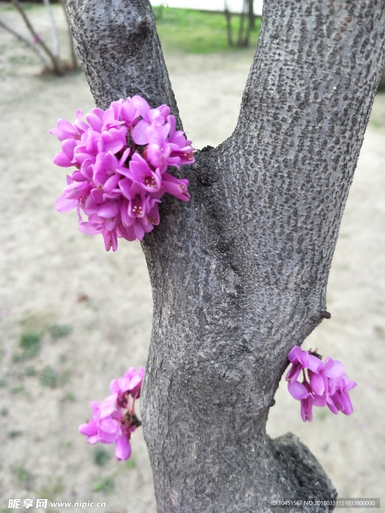 紫荆花树枝