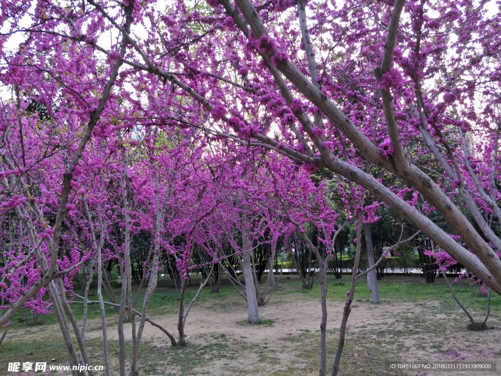 紫荆花林