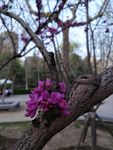 紫荆花树枝