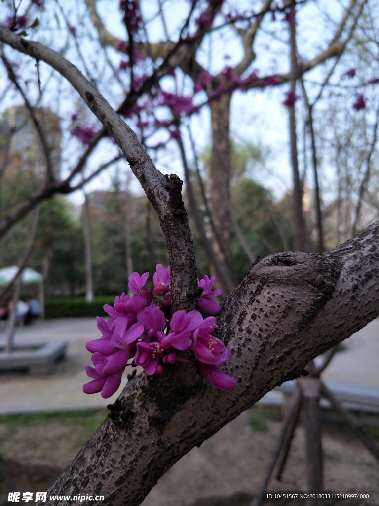 紫荆花树枝